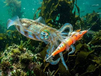 Southern Calamari: The Egi Technique That Works