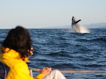 Boating in Whale Season: Rules and Practice - Weather News