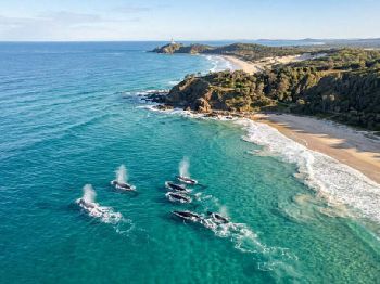 Record Humpbacks: East Coast Season Peaks - Weather News