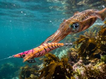 Squid on Jigs: Winter Shore and Reef Tactics