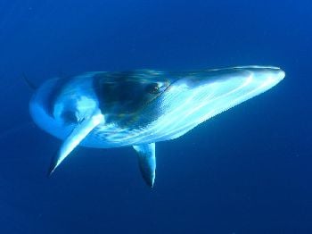 Minke Season Opens: GBR July Window - Weather News
