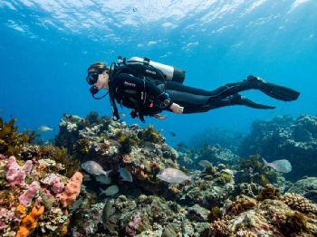 Neutral Buoyancy: The Skill Behind Good Diving