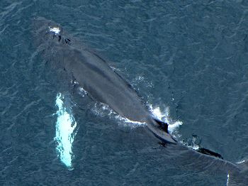 50,000 whales are on the highway right now