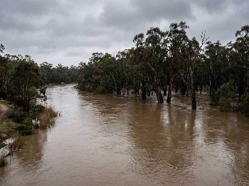 Murray in minor flood at Barham