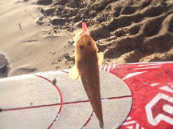 Stand Up Paddle Board Fishing catches on in QLD - Stand Up Paddle News