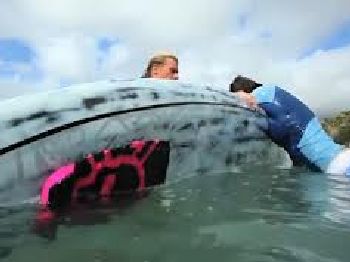How to rescue someone with your stand up paddle board - Stand Up Paddle News